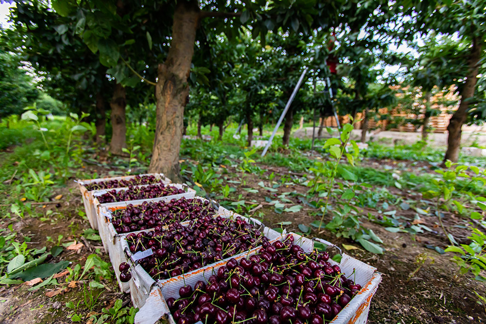 Plantação de açaí